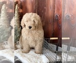 Small #1 Goldendoodle