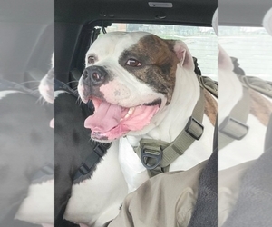 Father of the American Bulldog puppies born on 06/05/2026