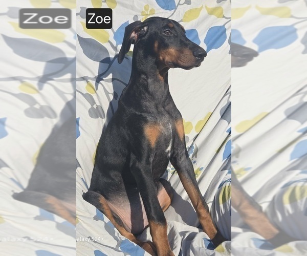 Medium Photo #6 Doberman Pinscher Puppy For Sale in POMEROY, OH, USA