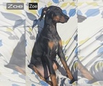 Small #5 Doberman Pinscher