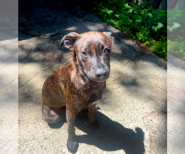 Medium Photo #4 Mutt Puppy For Sale in Holly Springs, NC, USA