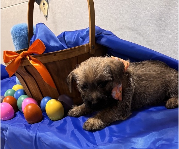 Medium Photo #2 Cairn Terrier Puppy For Sale in HASTINGS, NE, USA