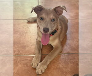 Labrador Retriever-Retriever  Mix Dogs for adoption in Jenkintown, PA, USA
