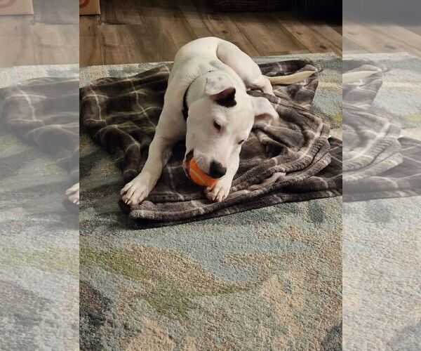 Medium Photo #2 Mutt Puppy For Sale in Minneapolis, MN, USA