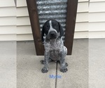 Small German Shorthaired Pointer-German Wirehaired Pointer Mix