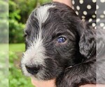 Small #2 F2 Aussiedoodle