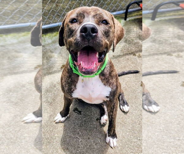 Medium Photo #31 American Pit Bull Terrier-Mountain Cur Mix Puppy For Sale in Rockaway, NJ, USA