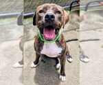 Small #30 American Pit Bull Terrier-Mountain Cur Mix