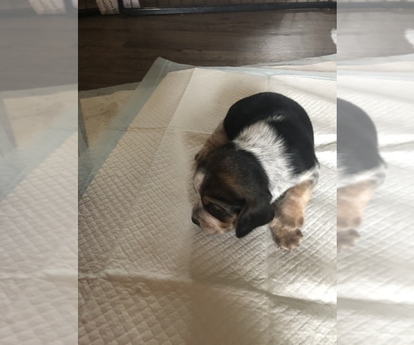 Medium Photo #4 Beagle Puppy For Sale in FORT DODGE, IA, USA