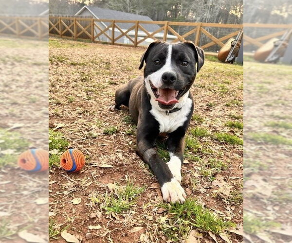 Medium Photo #1 American Staffordshire Terrier-Labrador Retriever Mix Puppy For Sale in Brewster, NY, USA
