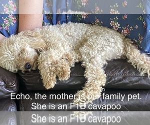 Mother of the Poodle (Miniature) puppies born on 04/04/2025
