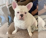 Small Photo #1 French Bulldog Puppy For Sale in LOCUST GROVE, VA, USA