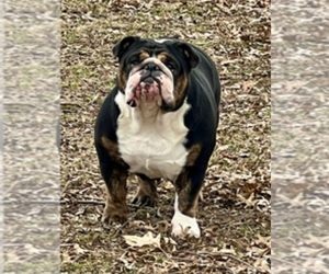 Mother of the English Bulldog puppies born on 05/24/2025