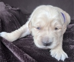 Small Photo #6 Golden Retriever Puppy For Sale in HUNTSVILLE, AL, USA