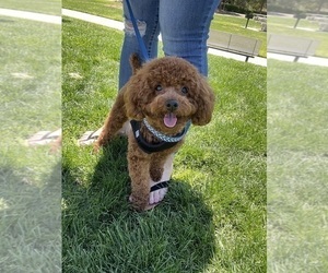 Father of the Poodle (Toy) puppies born on 02/08/2026