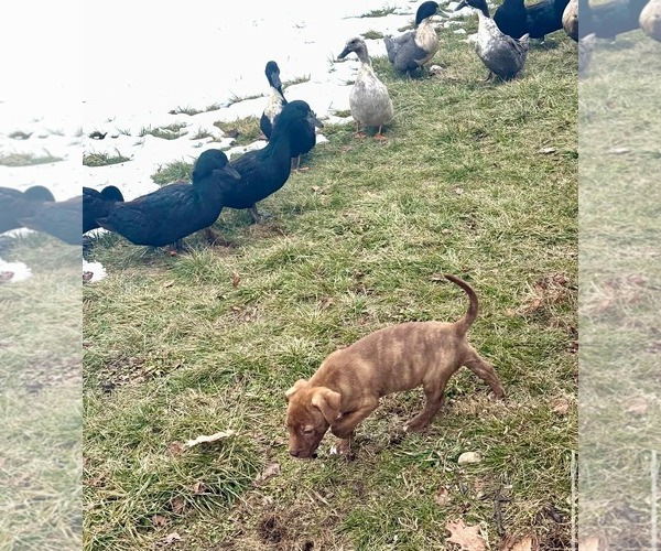 Medium Photo #2 American Pit Bull Terrier-Unknown Mix Puppy For Sale in Germantown, OH, USA