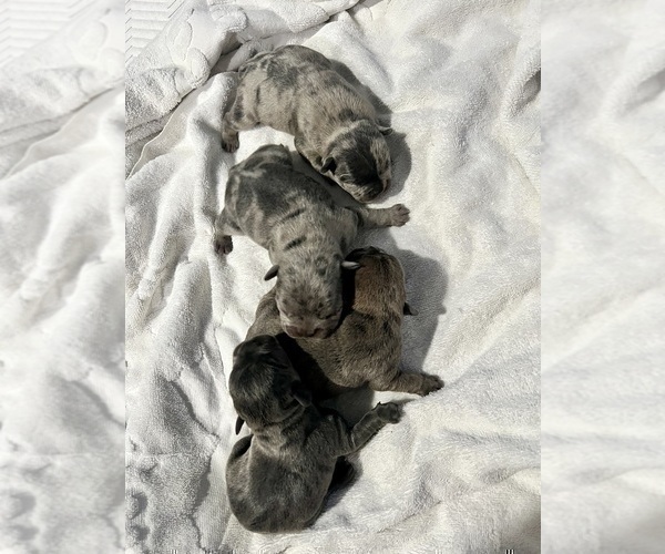 Medium Photo #6 French Bulldog Puppy For Sale in HAYWARD, CA, USA