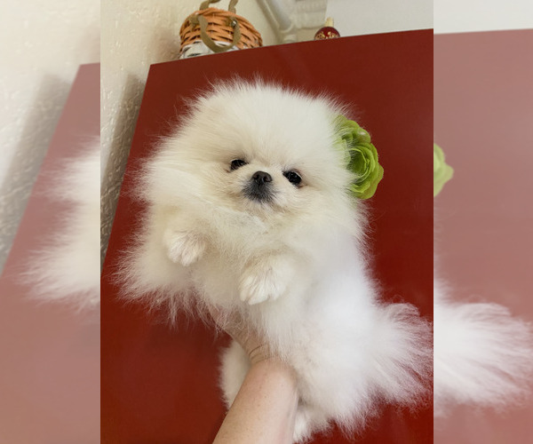 Medium Photo #2 Pomeranian Puppy For Sale in Chisinau, Chisinau Municipality, Moldova