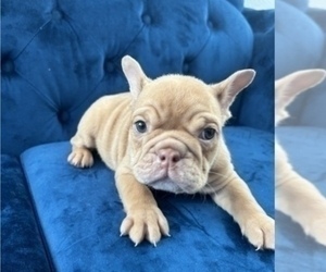 English Bulldog Puppy for sale in TAMPA, FL, USA