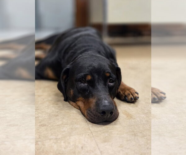 Medium Photo #4 Rottweiler Puppy For Sale in Hillsboro, NH, USA