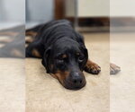 Small #3 Rottweiler