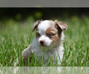 Miniature Australian Shepherd Puppy for sale in PALM COAST, FL, USA