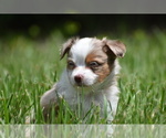 Image preview for Ad Listing. Nickname: Hulk Hogan