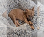 Small #1 American Staffordshire Terrier Mix
