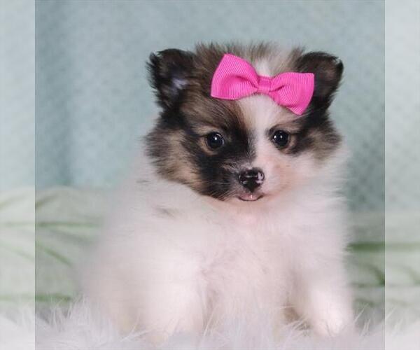 Medium Photo #12 Pomeranian Puppy For Sale in CORAL GABLES, FL, USA