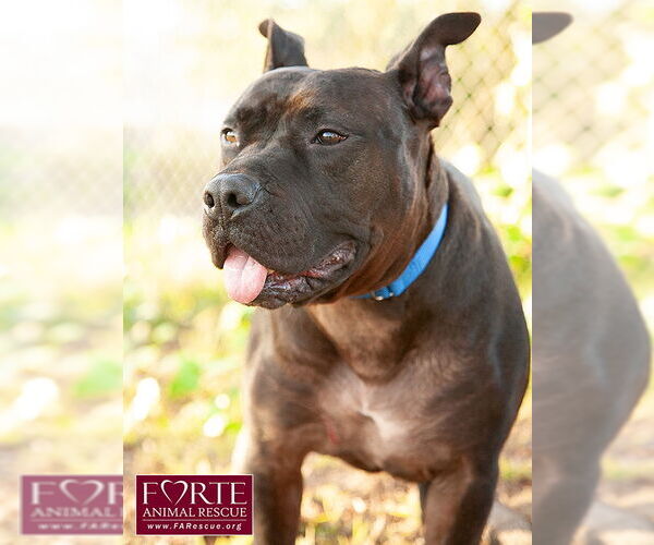 Medium Photo #3 American Staffordshire Terrier-Unknown Mix Puppy For Sale in Marina del Rey, CA, USA