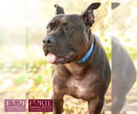Small #2 American Staffordshire Terrier Mix