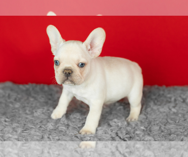Medium Photo #1 French Bulldog Puppy For Sale in NAPPANEE, IN, USA
