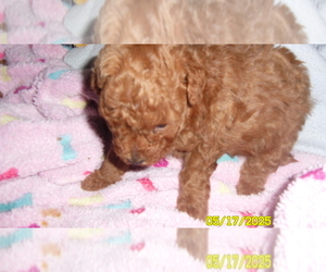 Poodle (Toy) Puppy for sale in DULUTH, GA, USA