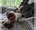 Small #3 American Pit Bull Terrier Mix