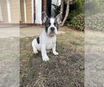 Small #4 French Bulldog