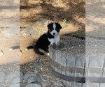 Small Photo #6 Miniature Australian Shepherd Puppy For Sale in COLORADO SPRINGS, CO, USA