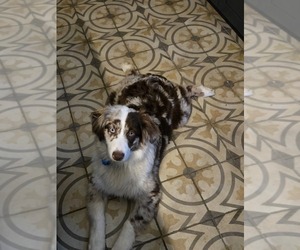 Australian Shepherd Puppy for sale in KEARNEYSVILLE, WV, USA