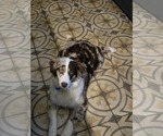 Small Australian Shepherd