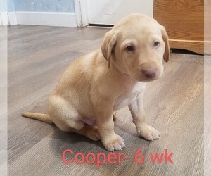 Labrador Retriever Puppy for sale in CATO, NY, USA