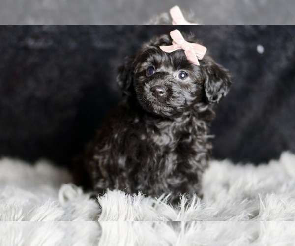 Medium Photo #1 YorkiePoo Puppy For Sale in WARSAW, IN, USA