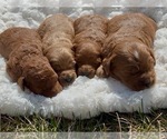Puppy Males Goldendoodle mix (+ Poodle Miniature)