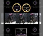 Puppy Gidget UABR Poodle (Miniature)