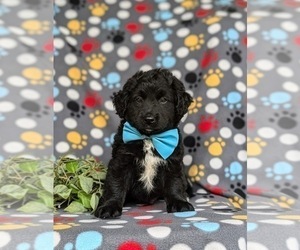 Aussiedoodle Miniature  Puppy for Sale in OXFORD, Pennsylvania USA