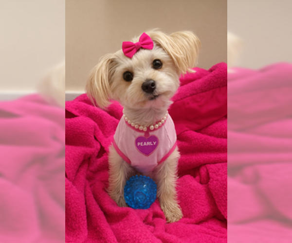 Medium Photo #5 Mutt Puppy For Sale in Allentown,, PA, USA