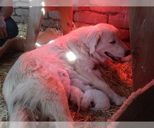 Mother of the Akbash Dog-Great Pyrenees Mix puppies born on 08/18/2019