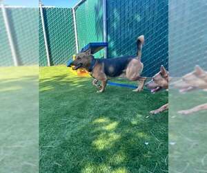 German Shepherd Dog Dogs for adoption in San Bernardino, CA, USA