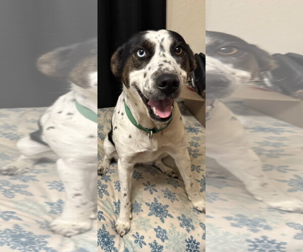 Medium Photo #1 Aussiedor Puppy For Sale in Wakefield, RI, USA