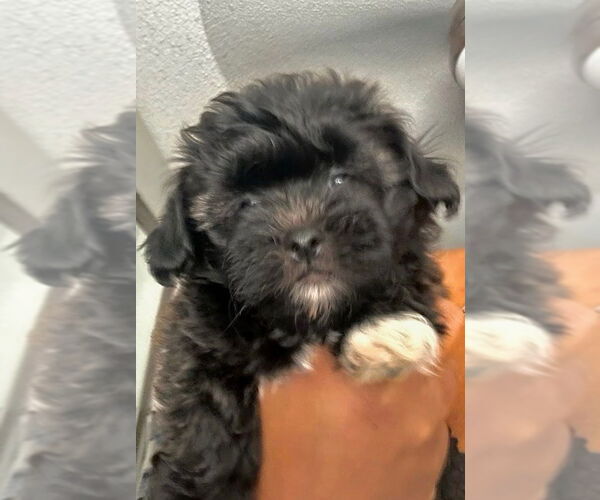 Medium Photo #1 Zuchon Puppy For Sale in San Diego , CA, USA