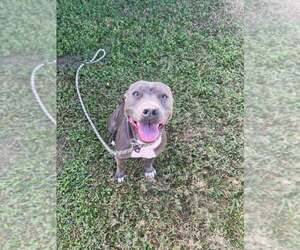 Mutt Dogs for adoption in Abbeville, LA, USA