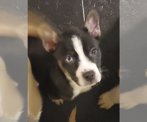 French Bulldog-Siberian Husky Mix Puppy for sale in NORTH VERNON, IN, USA